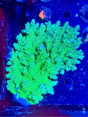 XXL Acropora Muttertier Korallen Meerwasser Sps