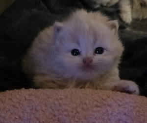 Perserkitten 