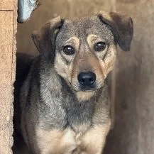 Fridolin ca. 52 cm   der Bedrückte