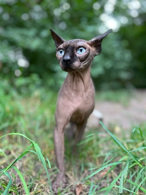 Canadian Sphynx Deckkater