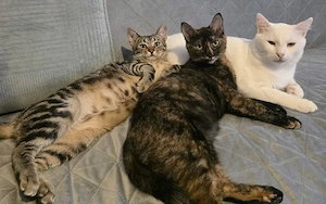 Leyla & Lore - zwei Schmusekätzchen suchen ein gemeinsames Zuhause