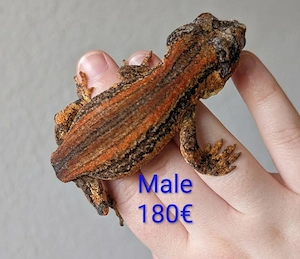 Höckerkopfgeckos Rhacodactylus auriculatus