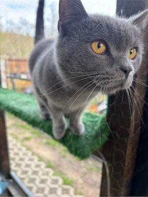 BKH Weibchen in Blue 