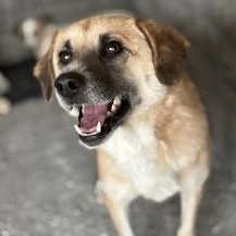 Nancy ca. 45 cm   sucht ihre Familie