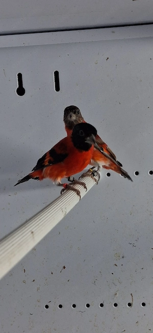 Kapuzenzeisige zuverkaufen