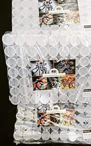 25ml Aufzuchtdosen inklusive Träger 