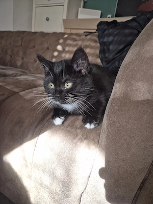 Kätzchen sucht eine neue Familie 