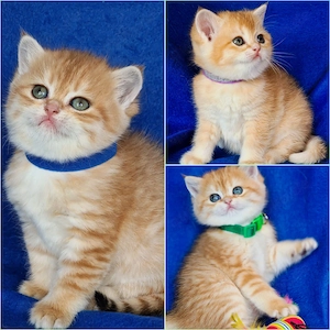 Bkh Kitten mit Stammbaum 