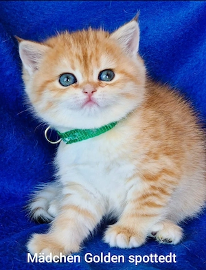 Bkh Kitten mit Stammbaum 