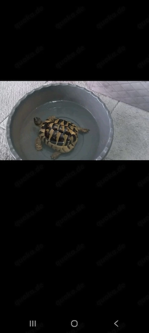 Gricheschelandschildkröte