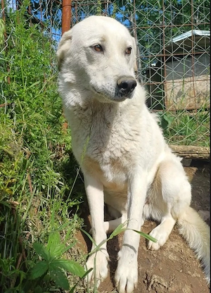 CINDY - - sucht patente Menschen (wartet in Rumänien)