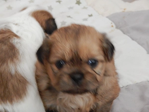 Shih Tzu Mix Welpen suchen liebevolles Zuhause