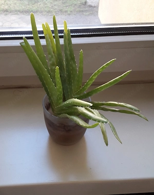 2 Aloe Vera Ableger zu Verkaufen
