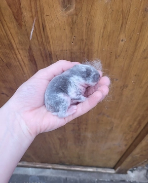 Zwergkaninchen suchen ein liebevolles zuhause 