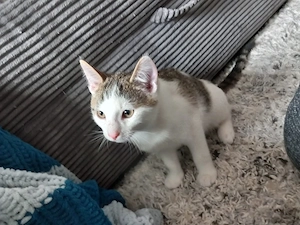 junior kitten kater katze abzugeben 