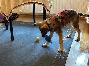 Mal sucht sein Zuhause