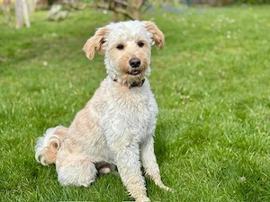 Cesare sucht sein Zuhause