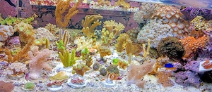 Meerwasser- Korallenableger mit Versand