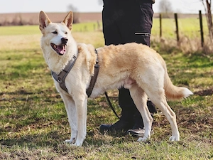 Toto sucht sein Zuhause Bild 6