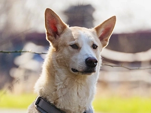 Toto sucht sein Zuhause Bild 4