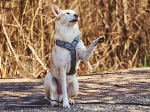 Toto sucht sein Zuhause Bild 3