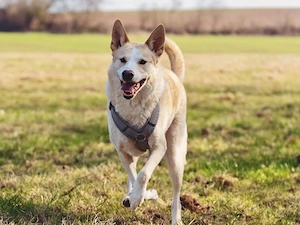 Toto sucht sein Zuhause Bild 5