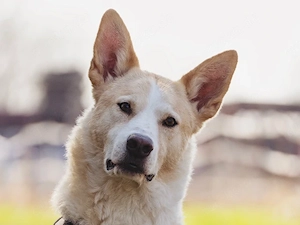 Toto sucht sein Zuhause Bild 2