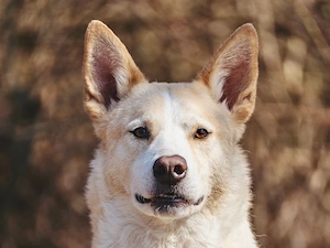 Toto sucht sein Zuhause