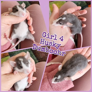 Super zahme Ratten Babys dürfen aktuell ausziehen 