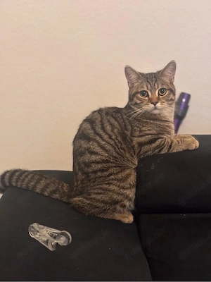 Tiger   freundlicher, kinderlieber Kater, 1 jahr alt 