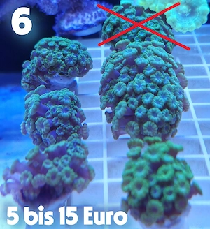 Meerwasser Korallen-Ableger !!! EXPRESSVERSAND !!!