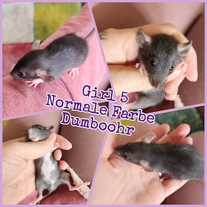 Baby Ratten Girls super hübsch, verkuschelt und kinderlieb 