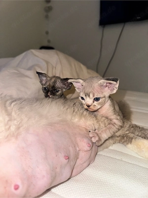 Devon Rex kitten 