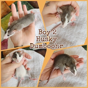 Baby Ratten Boys super hübsch, verkuschelt und kinderlieb 