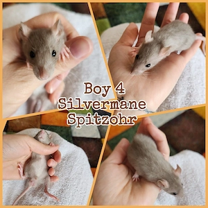 Baby Ratten Boys super hübsch, verkuschelt und kinderlieb 