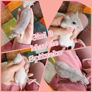 Ratten Babys Farbratten bunt und total verschmust 