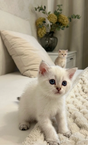 Reinrassige BKH Kitten mit Stammbaum Bild 8