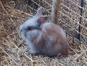 Zwergkaninchen Weibchen Zippen