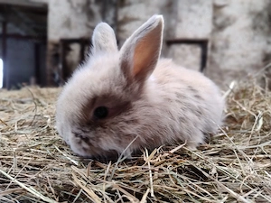 Zwergkaninchen Weibchen Zippen