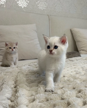 Reinrassige BKH Kitten mit Stammbaum