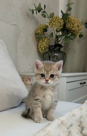 Reinrassige BKH Kitten mit Stammbaum Bild 9