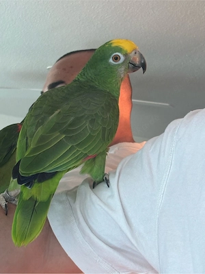 Junge Gelbscheitelamazone sucht liebevolles Zuhause 