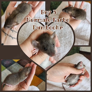 Oster Spezial Angebot Ratten Babys super zahm 