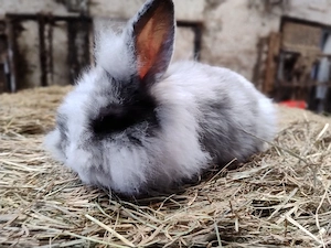 Zwergkaninchen Bock Böcke