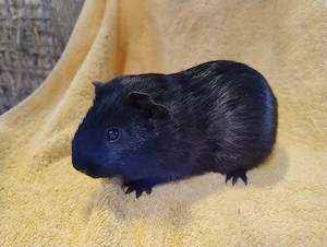 Meerschweinchen Bock Böcke Glatthaar