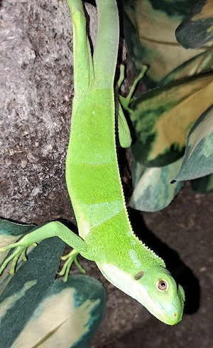 Fidschi Leguane Nachzuchten