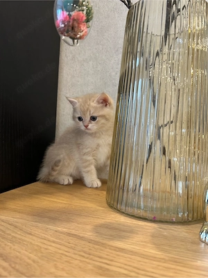 Reinrassige BKH Kitten mit Stammbaum Bild 7