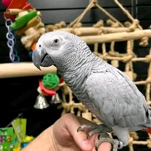 Wunderschöne Graupapageien    suchen ein neues, liebevolles Zuhause