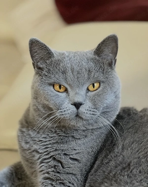 Britisch Kurzhaar Deckkater BKH