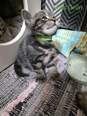 Die Magic Six MainCoon XXL Norweger Mix 